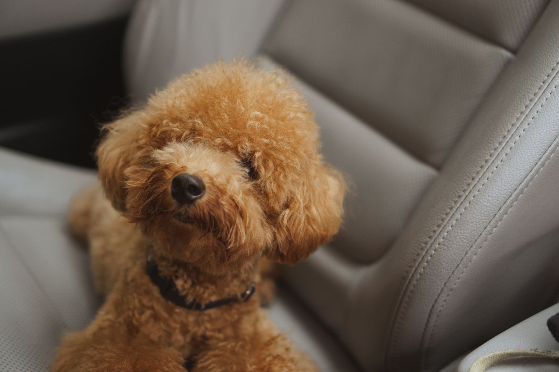 Cute brown poodle puppy sitting comfortably in a car seat, exuding warmth and charm.